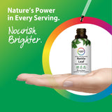 Nettle Leaf Liquid Extract Alcohol Free, 2 fl oz (59 mL) Liquid